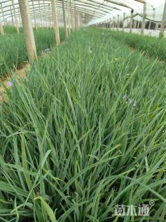 高度30厘米紫露草