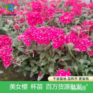 高度35厘米美女樱