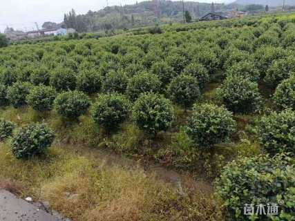 高度100厘米茶梅