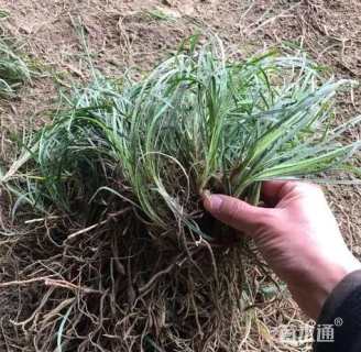 高度20厘米麦冬