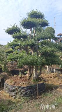 60公分造型榆树