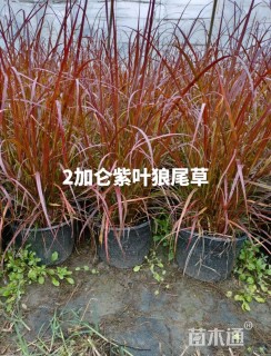 高度30厘米紫叶狼尾草