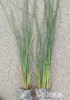 高度50厘米灯心草