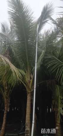 裸干高1厘米椰子树