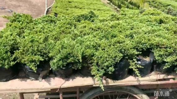 高度10厘米铺地柏