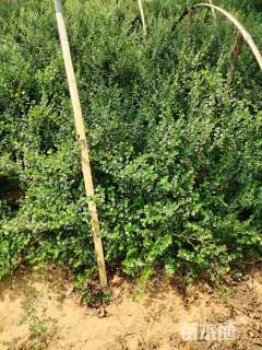 高度60厘米平枝栒子