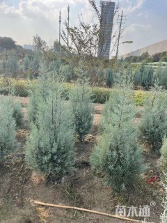 3公分蓝冰柏棒棒糖