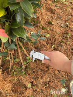 高度30厘米油茶小苗