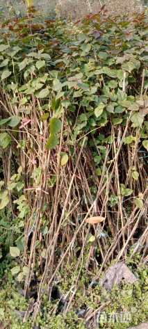 高度100厘米三角梅