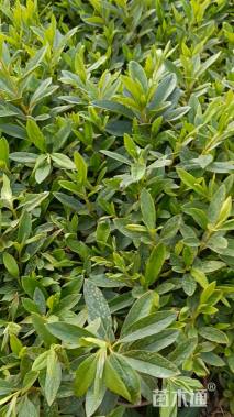 高度25厘米毛鹃