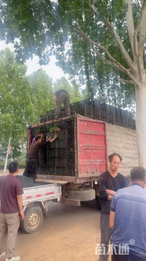 高度20厘米千屈菜