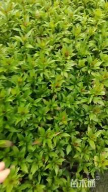 高度25厘米泽兰