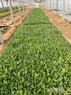 高度10厘米天人菊