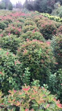 冠幅80厘米红叶石楠球