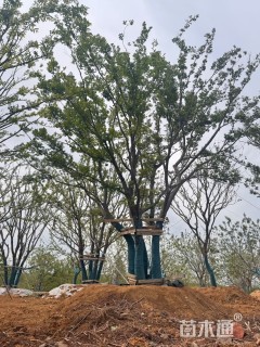 80公分(5杆)丛生朴树