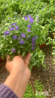 高度15厘米半边莲