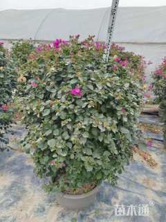 冠幅80厘米三角梅球