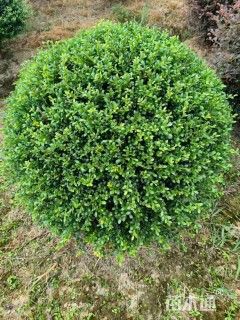 高度100厘米龟甲冬青