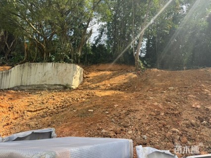 高度200厘米羽毛枫