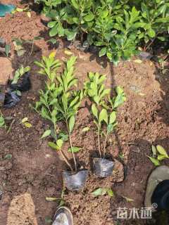 高度35厘米海桐