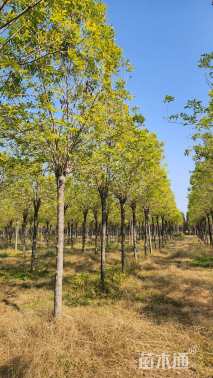 12公分金叶白蜡