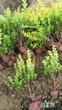 高度35厘米金叶女贞