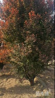 高度500厘米丛生紫叶李