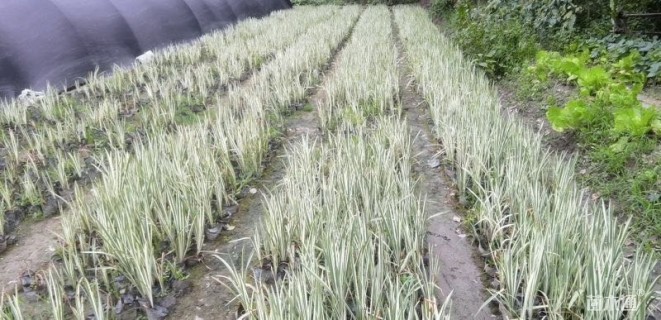 30厘米花叶玉蝉花