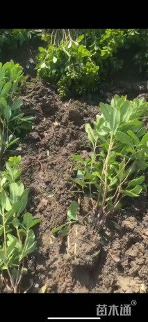 高度35厘米海桐小苗