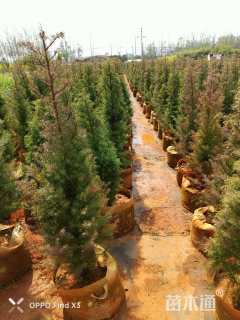 高度80厘米云杉