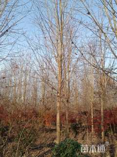 15公分美国红枫