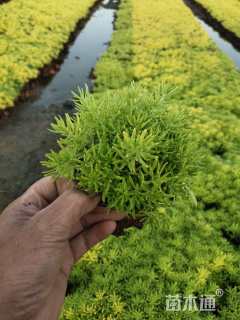 高度10厘米金叶佛甲草