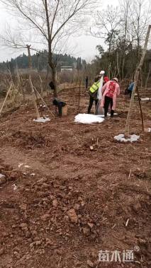 高度80厘米金叶接骨木