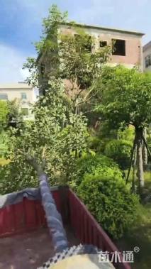 10公分黄花风铃木