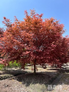 10公分日本红枫