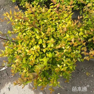 高度25厘米大花六道木小苗