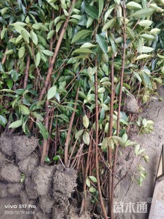 高度150厘米青珊瑚