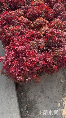 高度28厘米火焰南天竹