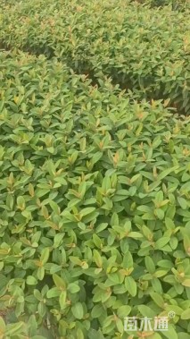 高度35厘米金丝桃