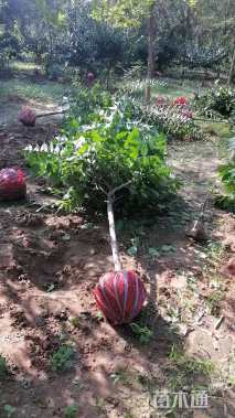 高度230厘米蜡梅