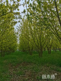 5公分丛生复叶槭