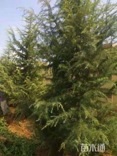 冠幅1500厘米雪松