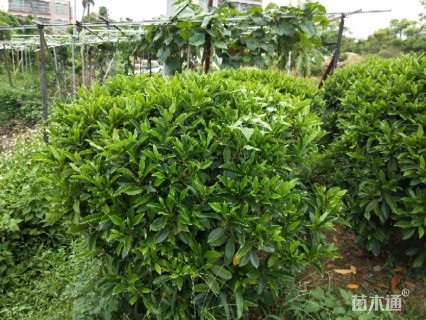 非洲茉莉