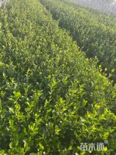 高度50厘米大叶黄杨