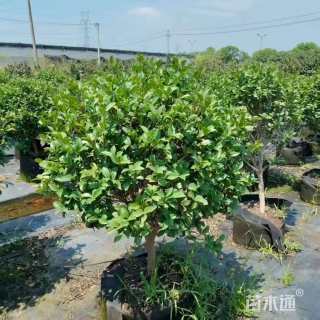 高度80厘米茶梅