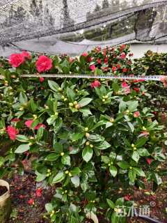 高度170厘米四季茶花