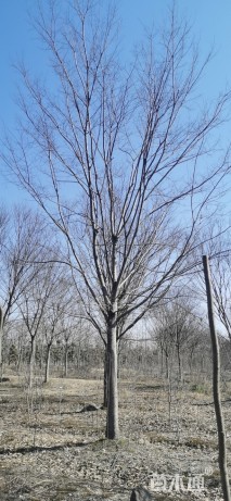20公分榉树
