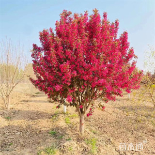 14公分红宝石海棠