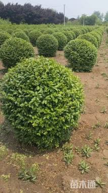 冠幅150厘米小叶女贞球