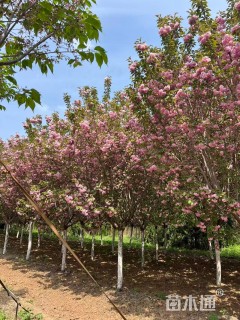 12公分日本晚樱